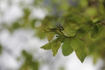 image027