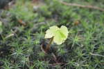 image030